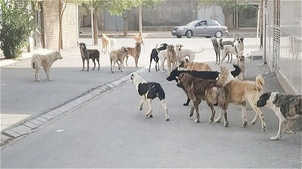 لزومِ اجرايِ تکاليفِ قانوني و شرعيِ شهرداري‌ها  در جمع‌آوريِ سگ‌هايِ ولگرد و بِلاصاحب
