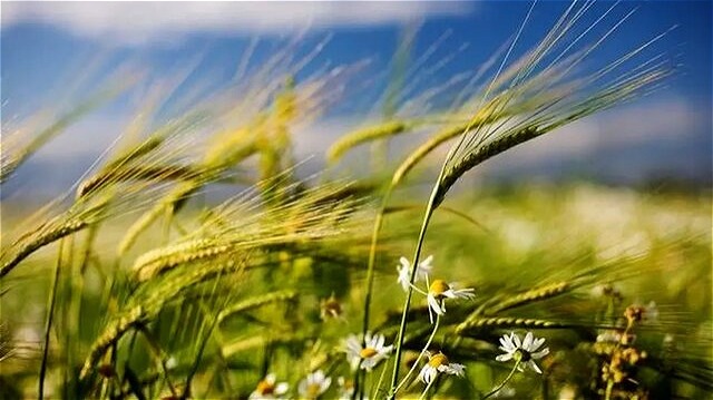 تشدید سرعت وزش باد و بارش‌ها در آذربایجان غربی