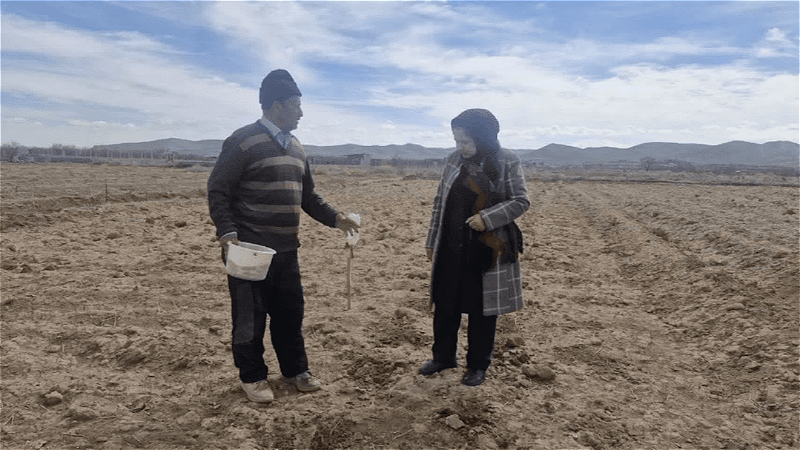 طرح کشت گياهان شورپسند  در اراضي آذربايجان ‌غربي اجرا مي شود