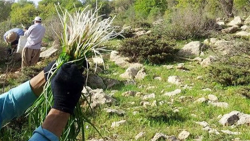  گنجينه‌هاي گياهي آذربايجان غربي در آستانه انقراض