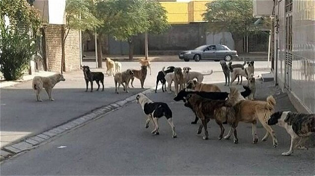 مصدومیت ۱۳ نفر بر اثر گاز گرفتگی سگ در آذربایجان‌غربی
