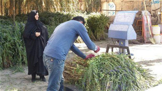 بادرشبو؛ طلاي سبز آذربايجان‌غربي