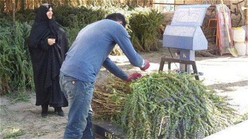بادرشبو؛ طلاي سبز آذربايجان‌غربي
