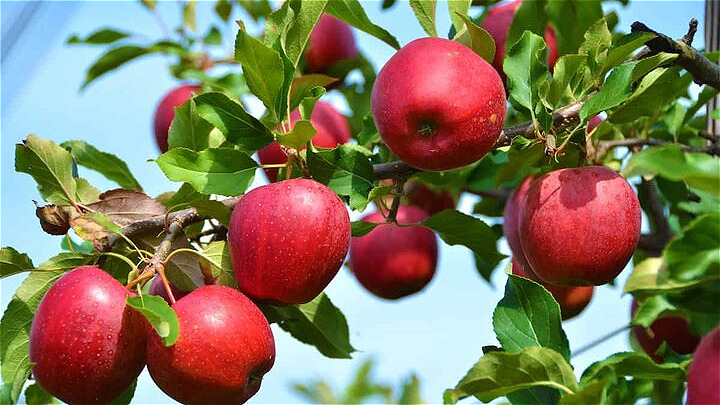 ۱.۴ میلیون تن سیب از باغات آذربایجان غربی برداشت می شود