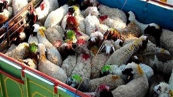 ناکامی قاچاقچیان در خروج احشام قاچاق از مرزهای آذربایجان ‌غربی