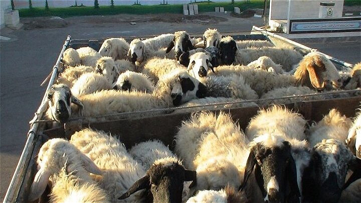 ۲۹۶۲ راس احشام قاچاق از مرزهای آذربایجان ‌غربی کشف شد