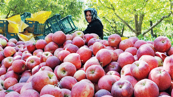 آذربايجان‌غربي؛ از قطب توليد سيب تا سکوي صادراتي ايران
